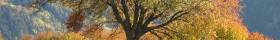 highly generous beech wood billets